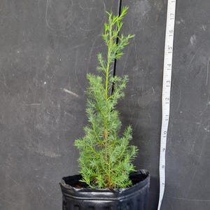 Southern Red Cedar Tree: Live Evergreen, 1-Gallon Pot
