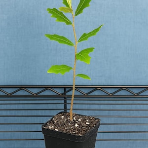 Live Oak Tree Seedling | Quercus virginiana in 4x4 Pot | Native Shade Tree for Restoration, Reforestation and Landscaping | Zones 7–10