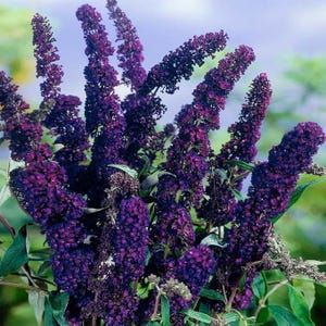 Buddleia Ritter | Schmetterlingsstrauch Lebende Pflanzen | 3, 10, 20, 30, oder 40er Pack | Duftender Strauch Zieht Schmetterlinge & Kolibris an