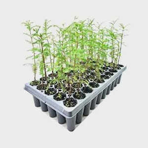 Bald Cypress Tree | 1 Live Seedling | Taxodium distichum | Fast-Growing Shade Tree | Wetland & Flood Tolerant