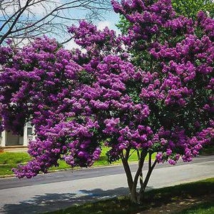 Crape Myrtle ‘Twilight’ | 10, 20, 30 Live Plants | Deep Purple Flowering Shrubs | Fast-Growing Ornamental Hedge | Garden Centerpiece