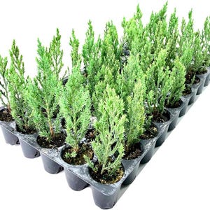 May include: A tray of young evergreen plants with vibrant green foliage. The plants are in individual black pots, arranged in rows within a larger black plastic tray. The plants are ready for transplanting.