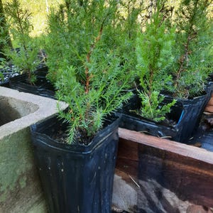 Southern Red Cedar Tree  1-Gallon Live Plant for Privacy Wind Block  Drought Resistance