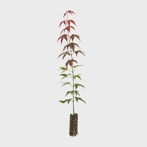 Red Maple Tree Seedlings - Fast Growing Native Shade with Fiery Fall Color