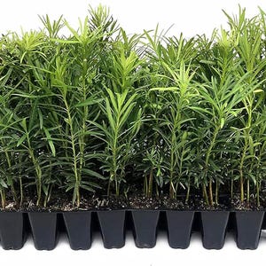May include: A tray of young, green plants with long, slender leaves. The plants are densely packed in individual black plastic cells, ready for transplanting. The image is set against a clean white background.