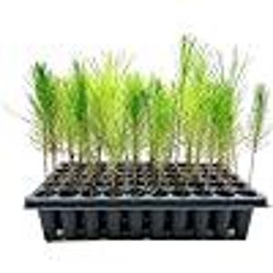 Loblolly Pine Tree Seedlings | 3–40 Live Plants | Pinus taeda | Fast-Growing Evergreen for Landscaping & Privacy
