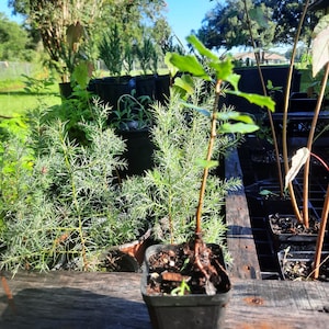 Southern Live Oak Seedling: Native Shade Tree (4x4 Pot, Zones 7-10)