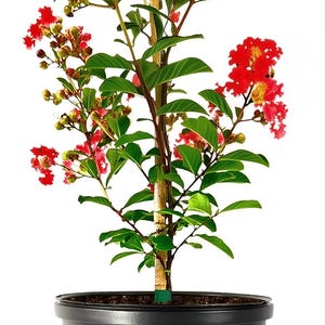 May include: A crape myrtle plant with vibrant red flower clusters and green leaves, supported by a central wooden stake. The plant is potted in a black plastic container with vertical ribbed detailing and a drainage hole at the base.