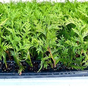 Thuja Green Giant Fast Growing Hedge - Lush Garden Privacy Screen, Drought Tolerant, Deer Resistant - Outdoor Landscaping, Mature Trees