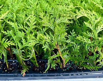 Thuja Green Giant Trees: Privacy Screen, Deer Resistant - Low Maintenance