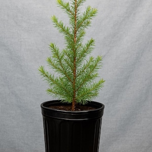 Southern Red Cedar Tree | 1-Gallon Live Evergreen | Fast-Growing Privacy Hedge, Windbreak, Wildlife & Deer Habitat | Drought Hardy