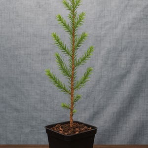 Well-Rooted Blue Point Juniper Plug | Live Evergreen Tree for Hedges, Windbreaks, & Landscapes | Zones 4–9