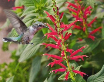 Ananas sauge plante vivante, fleurs rouges, feuilles parfumées (pot de 2 x 2)