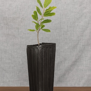 Live Oak Tree (1-Gallon Pot) | Quercus virginiana | Southern Shade Tree | Fast-Growing & Wildlife Friendly