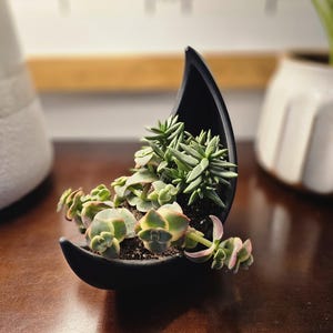 May include: A black crescent moon-shaped planter with a variety of succulent plants growing inside. The planter is sitting on a wooden surface.