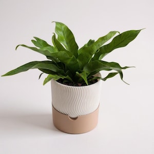May include: A potted houseplant with vibrant green leaves. The plant is in a white ceramic pot with a wavy design, set on a beige base. The plant pot is a decorative item for home decor.