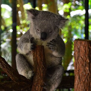 KOALA