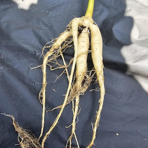 Moringa bare root (established)