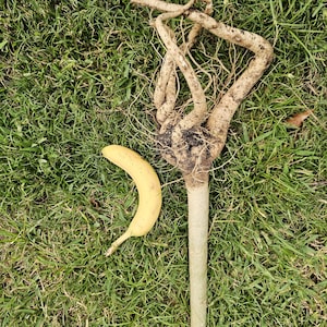 One Moringa bare root 7 months+ mature. Moringa Oleifera, the miracle tree, malunggay, drumstick tree. For planting, eating or medicine.