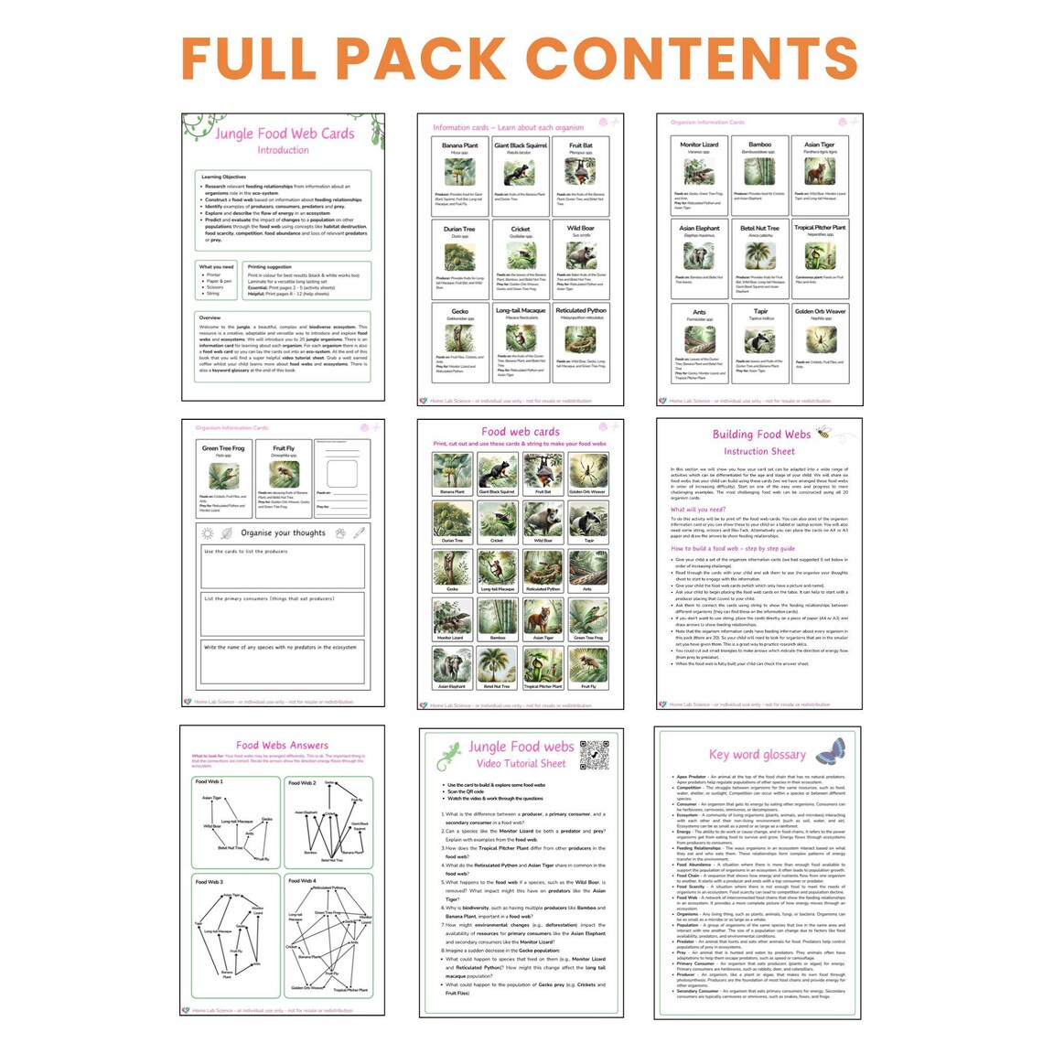 Build a Food Web - Jungle Ecology Study - Homeschooling Biology ...