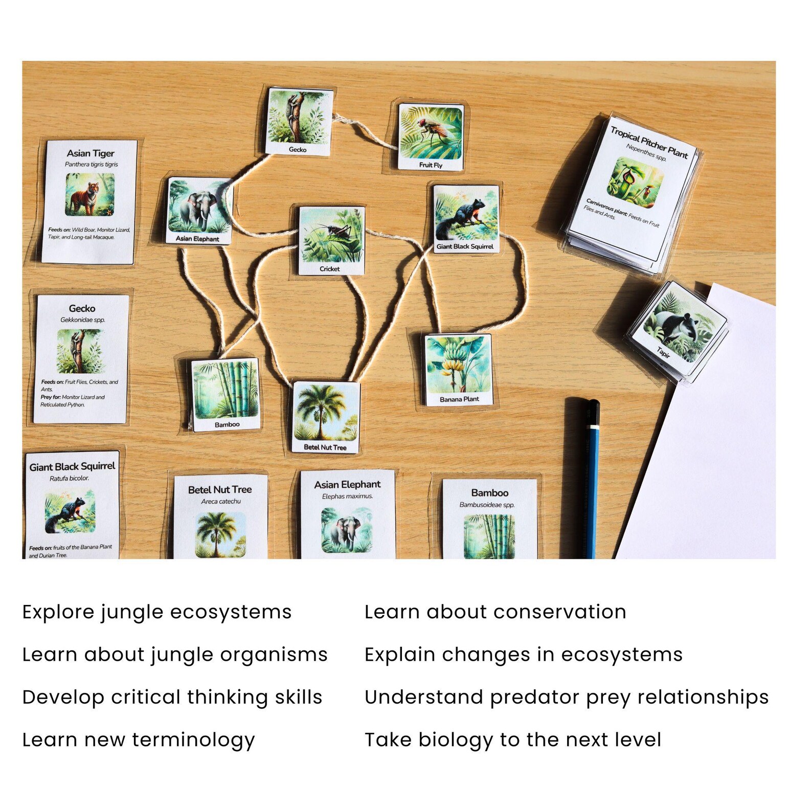Build a Food Web - Jungle Ecology Study - Homeschooling Biology ...