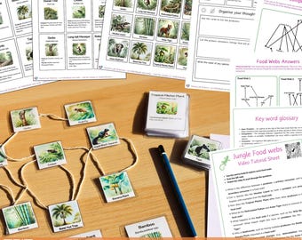 Build a food web - Jungle Ecology Study - Homeschooling Biology Printable Resource - Montessori lessons - Digital Nature Activity