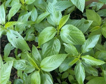 Jute leaves Seeds (Ewedu, Saluyot, Molokhia)
