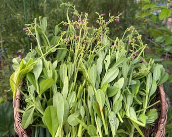 Efo Gbure Seeds (Waterleaf Seeds)
