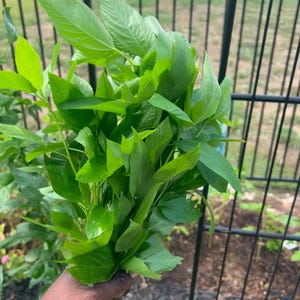 Jute leaves Seeds (Ewedu, Saluyot, Molokhia)