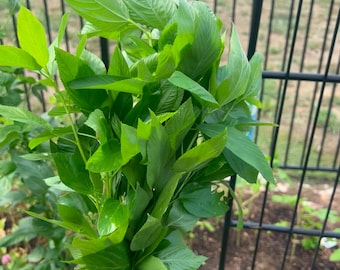 Jute leaves Seeds (Ewedu, Saluyot, Molokhia)