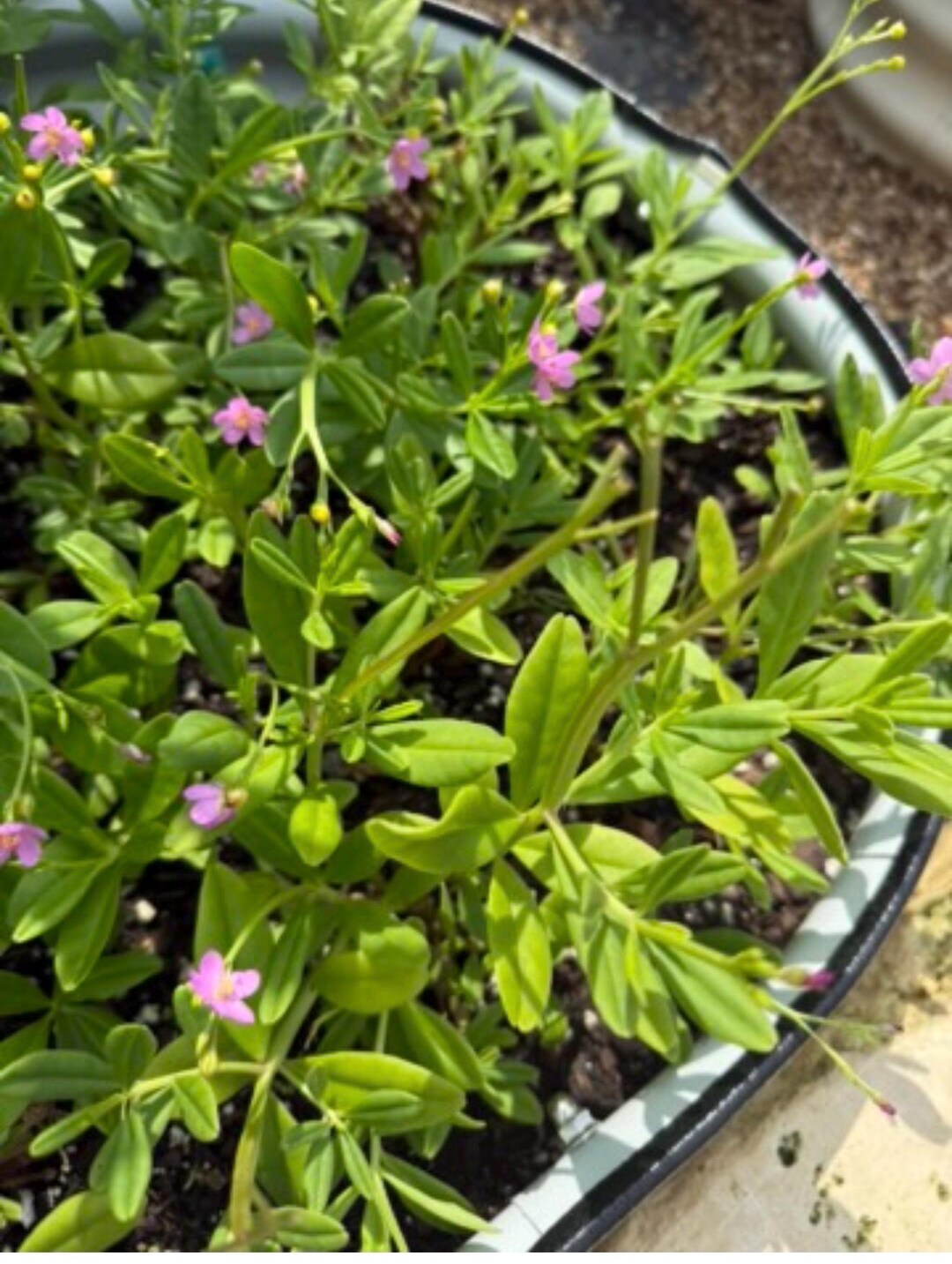 Gbure Efo Gbure Seeds (waterleaf Seeds) - Etsy