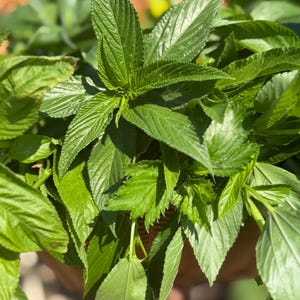 May include: A cluster of vibrant green leaves with serrated edges and prominent veins. The foliage is dense and layered, displaying various shades of bright and deep green. The leaves have a pointed, lanceolate shape and a textured surface.