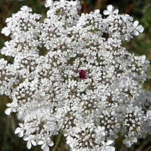 Queen Anne&#39;s Lace Tincture, Wild Carrot, Daucus Carota, Organic, Foraged, Wellness, Health, Natural