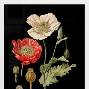 Papaver somniferum poppy flowers antique botanical illustration digital download black background