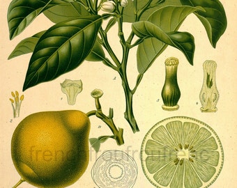 antique botanical print bergamot plant and fruit illustration digital download