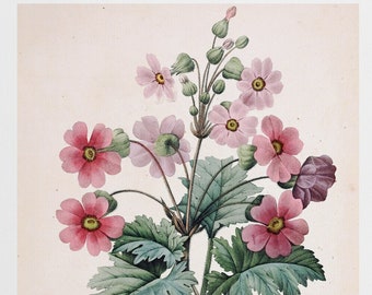 Chinese primroses antique French botanical illustration DIGITAL DOWNLOAD