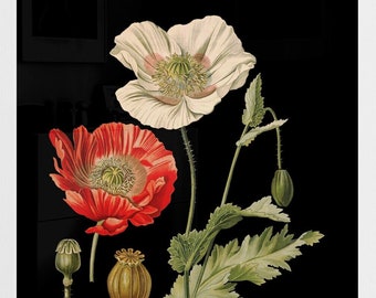 Papaver somniferum poppy flowers antique botanical illustration digital download black background