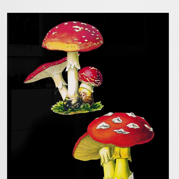 red polka dot amanita mushrooms antique French illustration, black background, digital download