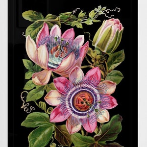 Pink passion flower antique botanical illustration black background digital download