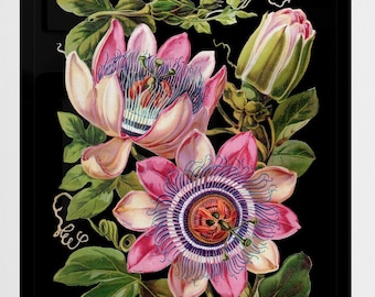 Pink passion flower antique botanical illustration black background digital download