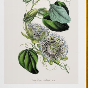 flor de maracujá roxa, passiflore, ilustração botânica francesa antiga, download digital, tamanho do pôster