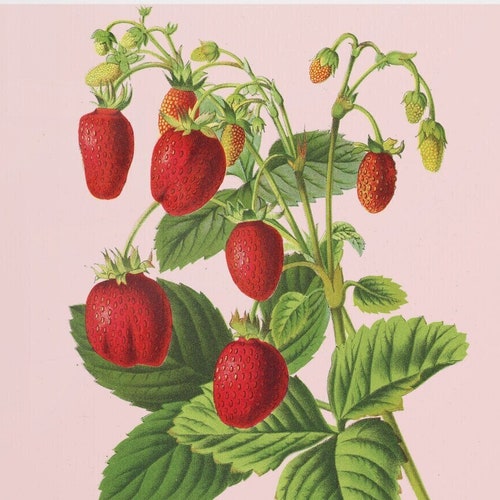 antique french botanical print strawberries illustration digital download
