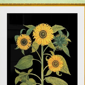 sunflowers  antique French botanical illustration black background digital download