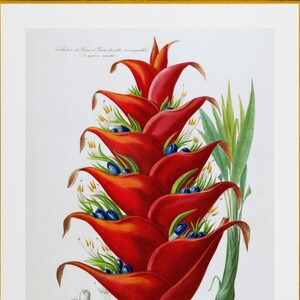 tropical red heliconia flower, antique French botanical illustration, digital download