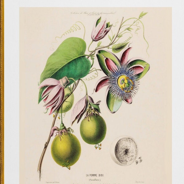 pomme bibi passiflora , passion flower and passion fruit , antique French botanical illustration digital download