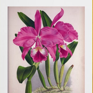 tropical pink orchids cattleya labiata illustration DIGITAL DOWNLOAD