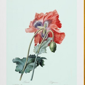 red poppy,  papaver somiferum flowers, antique French botanical print DIGITAL DOWNLOAD