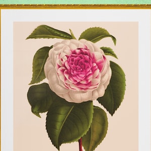 roze camelia bloem, antieke Franse botanische, illustratie digitale download