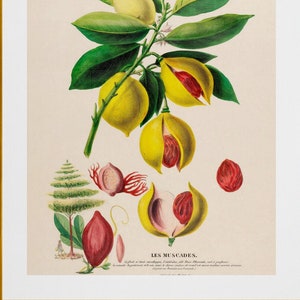 noix de muscades nutmeg , antique French botanical illustration ,digital download