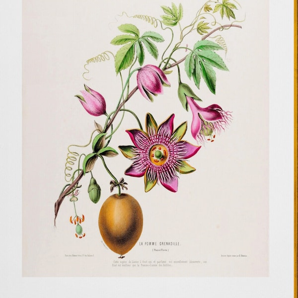 Passionsblume, Passionsfrucht, antike französische botanische Illustration, digitaler Download